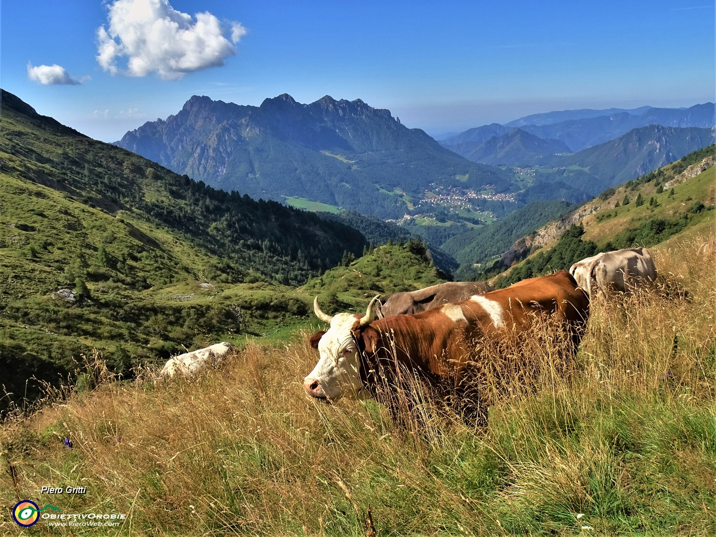 26 Mucche al pascolo con vista in Alben.JPG